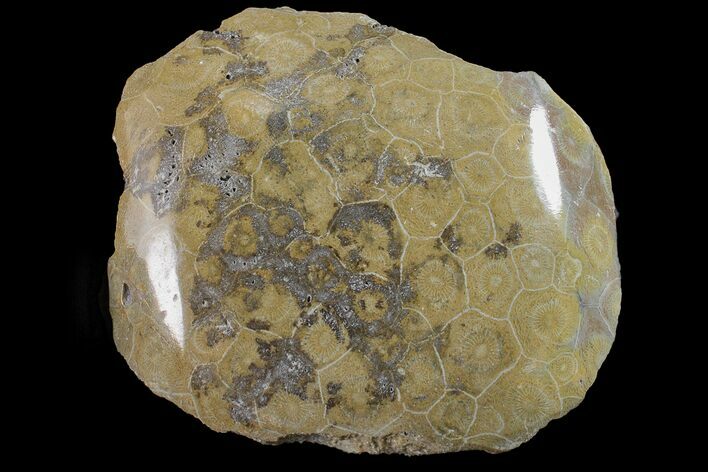 Polished Fossil Coral (Actinocyathus) Head - Morocco #159281